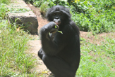 Lo sguardo del Bonobo